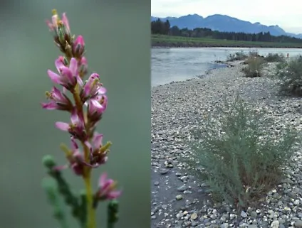 Мірікарія лісохвостніковая посадка і догляд (myricaria alopecuroides) (лісохвостніковая) Мірікарія лісохвостніковая посадка і догляд (myricaria alopecuroides)