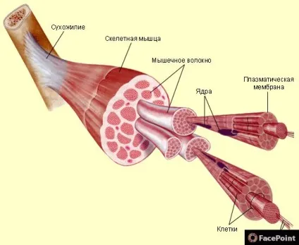 м'язова пам'ять