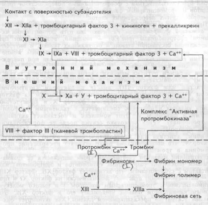 механізми гемостазу