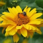 Багаторічні рослини геліопсіси (heliopsis) - енциклопедія садових рослин (багаторічні рослини) Багаторічні рослини геліопсіси (heliopsis) - енциклопедія садових рослин