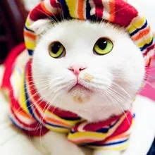 Модний вихованець або потрібна кішці одежинка!