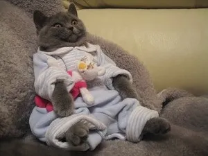 Модний вихованець або потрібна кішці одежинка!