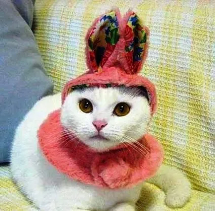 Модний вихованець або потрібна кішці одежинка!