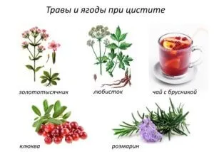 Чи можна вилікувати цистит без антибіотиків, народні засоби (вилікувати) Чи можна вилікувати цистит без антибіотиків, народні засоби