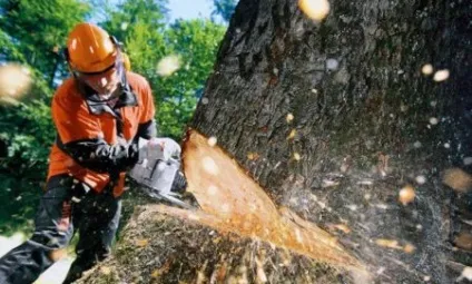 Чи можна спиляти дерево на своїй ділянці зразок заяви на спіл (дерево) Чи можна спиляти дерево на своїй ділянці зразок заяви на спіл