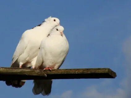 Молитва за кохану