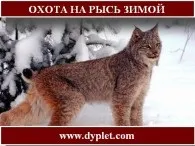 Навчися розпізнавати сліди тварин! (Тварин) Навчися розпізнавати сліди тварин!