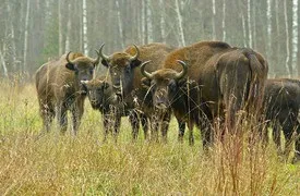 Національний парк «орловське полісся», Прилуки