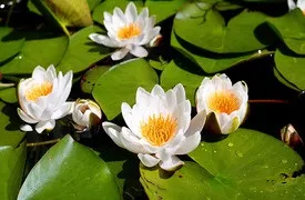 Національний парк «орловське полісся», Прилуки