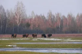 Національний парк «орловське полісся», Прилуки