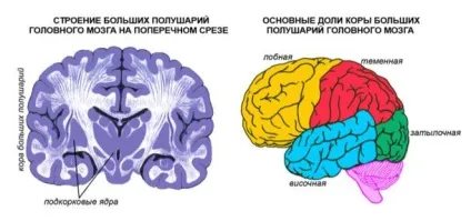 Порушення рухової функції - причини появи симптому, способи лікування (рухової) Порушення рухової функції - причини появи симптому, способи лікування