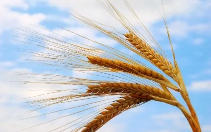 Народні засоби від бородавок і папілом лікування в домашніх умовах підошовних, виведення на (папілом) Народні засоби від бородавок і папілом лікування в домашніх умовах підошовних, виведення на