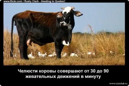 Наукові факти про корів фото, цікаві факти про домашню корову в картинках, фото факти про корів
