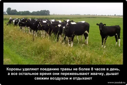 Наукові факти про корів фото, цікаві факти про домашню корову в картинках, фото факти про корів