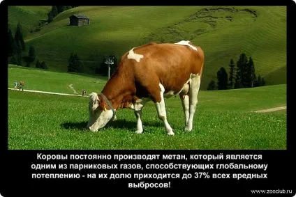 Наукові факти про корів фото, цікаві факти про домашню корову в картинках, фото факти про корів