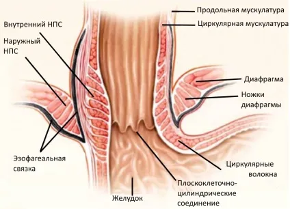 Недостатність кардії шлунка що це таке, причини і лікування (таке) Недостатність кардії шлунка що це таке, причини і лікування