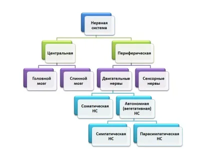 Нервова система (нс) функції, будова і захворювання (функції) Нервова система (нс) функції, будова і захворювання