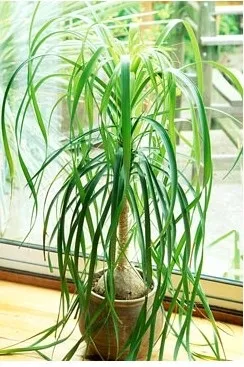 Ноліна - все, що треба знати про догляд, greenhome (ноліна догляд) Ноліна - все, що треба знати про догляд, greenhome