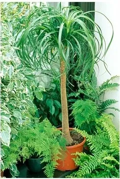 Ноліна - все, що треба знати про догляд, greenhome (ноліна догляд) Ноліна - все, що треба знати про догляд, greenhome