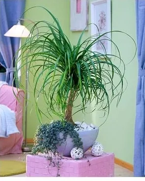 Ноліна - все, що треба знати про догляд, greenhome (знати) Ноліна - все, що треба знати про догляд, greenhome