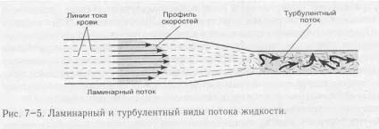 Об'ємна і лінійна швидкості кровотоку (кровотоку) Об'ємна і лінійна швидкості кровотоку