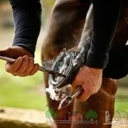 Огляд найдавнішого предка коні його фото і відео (предка) Огляд найдавнішого предка коні його фото і відео