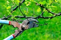 Обрізка дерев і чагарників, будівельний портал (другого наступних порядків) Обрізка дерев і чагарників, будівельний портал