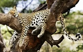 Шпалери з леопардами для робочого столу (Leopard Леопард дереві) Шпалери з леопардами для робочого столу