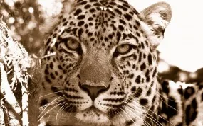 Шпалери з леопардами для робочого столу (Leopard Леопард дереві) Шпалери з леопардами для робочого столу