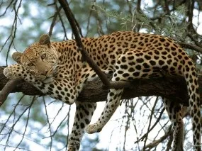 Шпалери з леопардами для робочого столу (Leopard Леопард дереві) Шпалери з леопардами для робочого столу