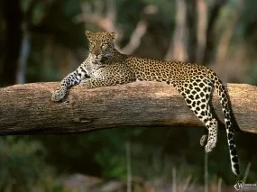 Шпалери з леопардами для робочого столу (Leopard Леопард дереві) Шпалери з леопардами для робочого столу