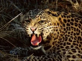 Шпалери з леопардами для робочого столу (Leopard Леопард дереві) Шпалери з леопардами для робочого столу