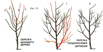 Обрізка дерев і чагарників, будівельний портал (дерев) Обрізка дерев і чагарників, будівельний портал