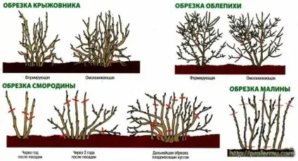 Обрізка дерев і чагарників навесні, влітку і восени (кущ) Обрізка дерев і чагарників навесні, влітку і восени