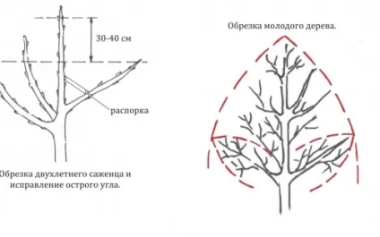 Обрізка дерев і чагарників, будівельний портал (обрізка) Обрізка дерев і чагарників, будівельний портал