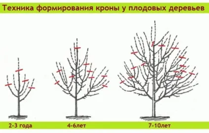 Обрізка дерев і чагарників, будівельний портал (другого наступних порядків) Обрізка дерев і чагарників, будівельний портал