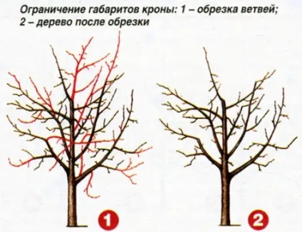 Обрізка дерев і чагарників, будівельний портал (чагарників) Обрізка дерев і чагарників, будівельний портал