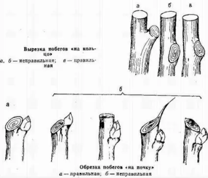 Обрізка дерев і чагарників, будівельний портал (другого наступних порядків) Обрізка дерев і чагарників, будівельний портал