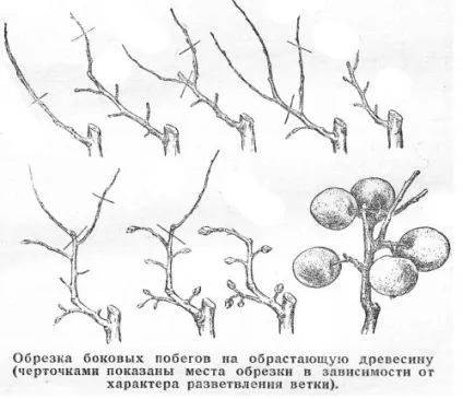 Обрізка дерев і чагарників, будівельний портал (дерев) Обрізка дерев і чагарників, будівельний портал