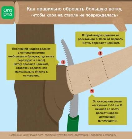 Обрізка дерев і чагарників - поради і рекомендації, в саду () (що потрібно для обрізки) Обрізка дерев і чагарників - поради і рекомендації, в саду ()