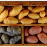Як пророщують картопля для посадки методи і способи (пророщують) Як пророщують картопля для посадки методи і способи