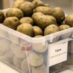 Як пророщують картопля для посадки методи і способи (пророщують картопля посадки) Як пророщують картопля для посадки методи і способи