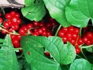Як продовжити овуляцію народними засобами (овуляцію) Як продовжити овуляцію народними засобами