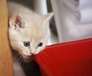 Як привчити кошеня є з миски