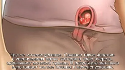 Як протікає другий тиждень вагітності, як визначити другий тиждень вагітності (вагітності) Як протікає другий тиждень вагітності, як визначити другий тиждень вагітності
