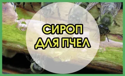 Як приготувати в домашніх умовах сироп для бджіл (бджіл) Як приготувати в домашніх умовах сироп для бджіл