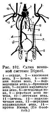 Органи кровообігу у риб - все про тваринництво (передсердя) Органи кровообігу у риб - все про тваринництво