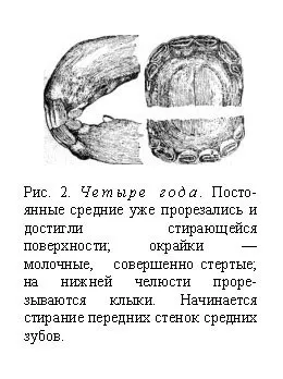 Визначення віку коні