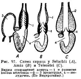 Органи кровообігу у риб - все про тваринництво (venae) Органи кровообігу у риб - все про тваринництво