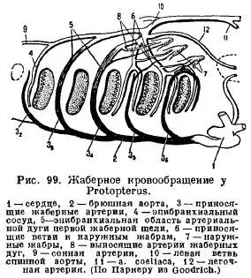 Органи кровообігу у риб - все про тваринництво (venae) Органи кровообігу у риб - все про тваринництво